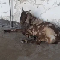 بز پاکستانی|حیوانات مزرعه|مسجد سلیمان, |دیوار