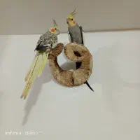 طوطی‌عروس‌نروماده باهم.سرحال‌جدا هم کسی خواست میدم|پرنده|فومن, |دیوار