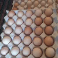 تخم مرغ نطفه دار|حیوانات مزرعه|مسجد سلیمان, |دیوار