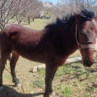 حیوانات اهلی