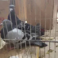 کبوتر شهرستانی طوقی وسرورو....|پرنده|بومهن, |دیوار