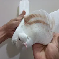 کبوتر ساده . چپ|پرنده|مشهد, آزادشهر|دیوار