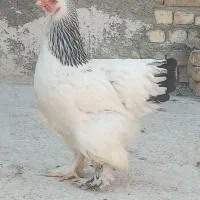 تخم مرغ برهما لایت رومانی غول‌پیکر