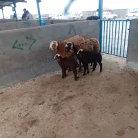 به فروش رسیدن 2رس کاور بره