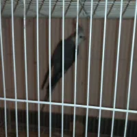 معاوضه عروس هلندی نر با ماده