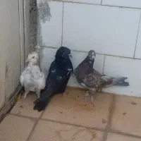 سه تا جوجه کبوتر