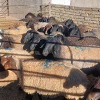 گوسفند شیشک همگی بره دار