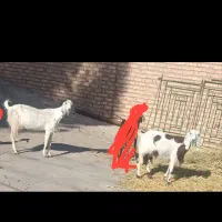 بز شیرا