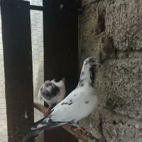 کبوتر نر و ماده|پرنده|لاهیجان, آهندان|دیوار