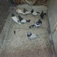 سینه کله|پرنده|مشهد, نوید|دیوار