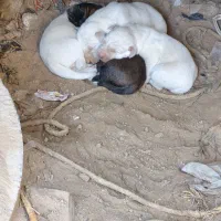 چهار عدد توله ترکمن