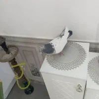 کله دم سبز نر|پرنده|شراء, |دیوار