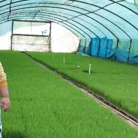 نشاء هاشمی