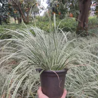 فروش شمشاد طلایی و کارکس