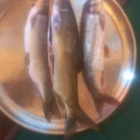 ماهی تازه سید شد کلیوی ۱۷۰|ماهی|پاپی, |دیوار