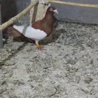 یهودی سرخ نر