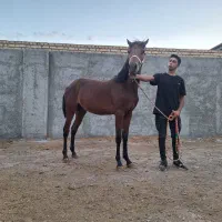 اسب کره طوفان