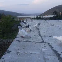 کفتر کبوتر