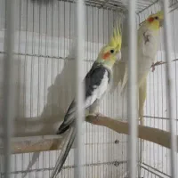 عروس هلندی جفت کار|پرنده|تربت جام, معدآباد|دیوار