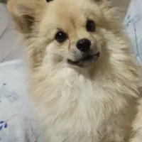 پامر روباهی نر