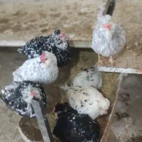 تخم مرغ نطفه دار گلین وآیسبار