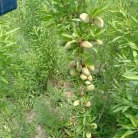 مجموعه نهالستان خرم نهال|خدمات باغبانی و درختکاری|مشهد, سیسآباد|دیوار