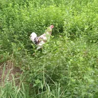 معاوضه خروس گلین چهل تاج ریش دار