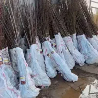 فروش صنوبر نگرا و ارقام نهال میوه