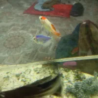 ماهی|ماهی|زاهدان, |دیوار