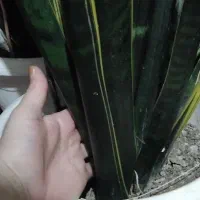 ۲۰۰|گل و گیاه طبیعی|تالش, هشتپر|دیوار