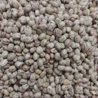 لوبیا چیتی|خوردنی و آشامیدنی|ایجرود, |دیوار