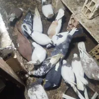 17عددکفترجغتگاه|پرنده|مشهد, امیرآباد|دیوار