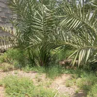 درخت نخل پیارم ۴ ساله و پاجوش زاهدی|خدمات باغبانی و درختکاری|بندرعباس, |دیوار