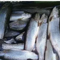 ماهی قزل لرستان