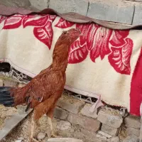 خروس لاری اصیل|حیوانات مزرعه|لیلان, |دیوار