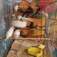 فنچ بنگالی (پرستار)