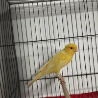 قناری رسمی بلند قرص بخون|پرنده|قرچک, زیبا شهر|دیوار