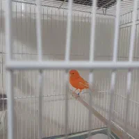 قناری نر سرخ اورجینال|پرنده|مشهد, شهید قربانی|دیوار