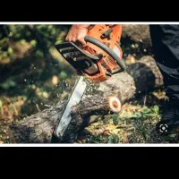 برش درخت و هرس درخت و سم پاشی و برش نخل