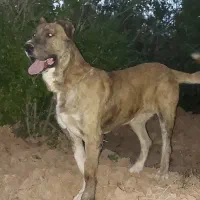 سگ سرابی