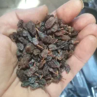 کشمش پاک شده خوردنی و سرکه ای|خوردنی و آشامیدنی|آذرشهر, |دیوار