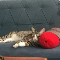 واگذاری رایگان گربه