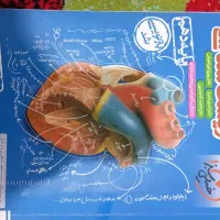 خیلی سبز