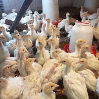 جوجه بوقلمون but6 سن50