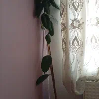 گل فیکوس|گل و گیاه طبیعی|تهران, اوقاف|دیوار