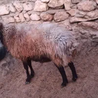 قوچ|حیوانات مزرعه|کوهدشت, |دیوار