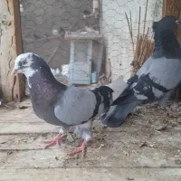 کفتر|پرنده|نهاوند, |دیوار