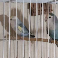 یک جفت کوتوله برزیلی ماده آماده سالم و سلامتند