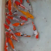 انواع گلدفیش کوی زینتی گرید A|ماهی|تهران, شهرک دانشگاه شریف|دیوار