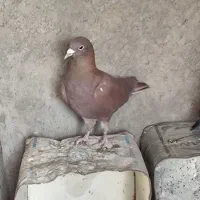 گلی دمسفید|حیوانات|رفسنجان, |دیوار